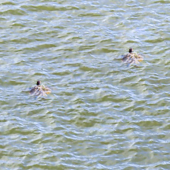 Duas tartarugas marinhas com a cabeça fora da água, fotografadas do terreno da casa